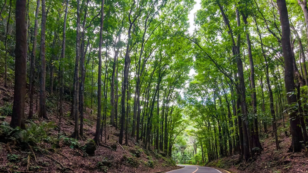 Man-made forest Bohol