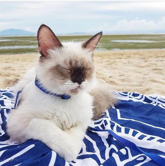  Stilts Calatagan Beach Cat
