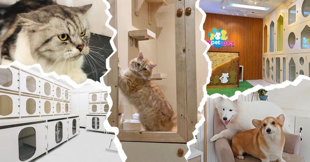 7 Pet Hotels in Metro Manila for a Safe Pet Boarding While You’re Away