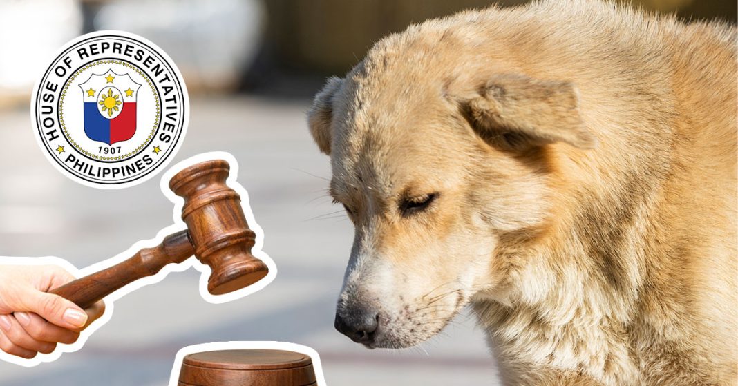 Ph Lawmakers Push for Enhanced Animal Welfare Act