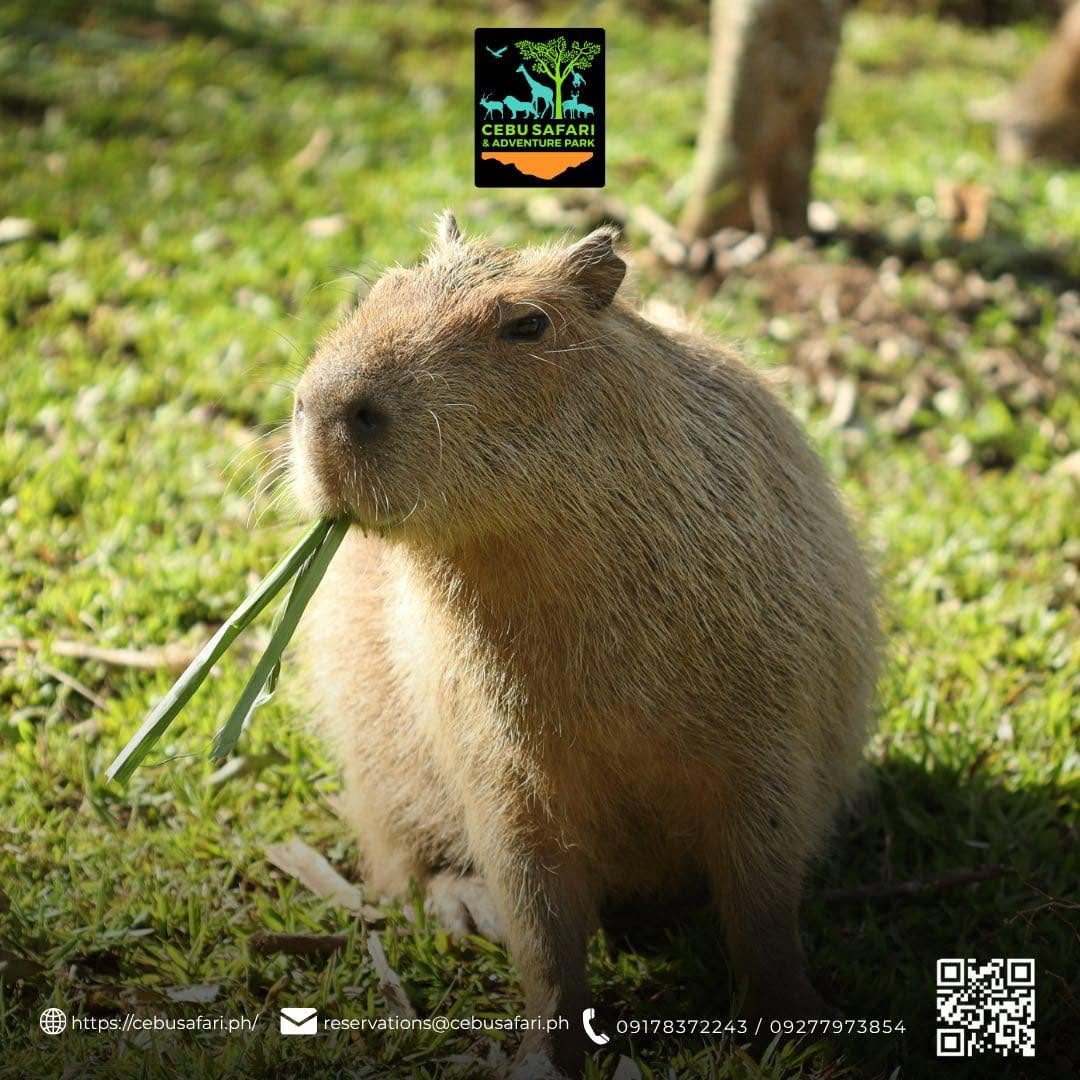 Capybara standing on grass at Cebu Safari & Adventure Park
