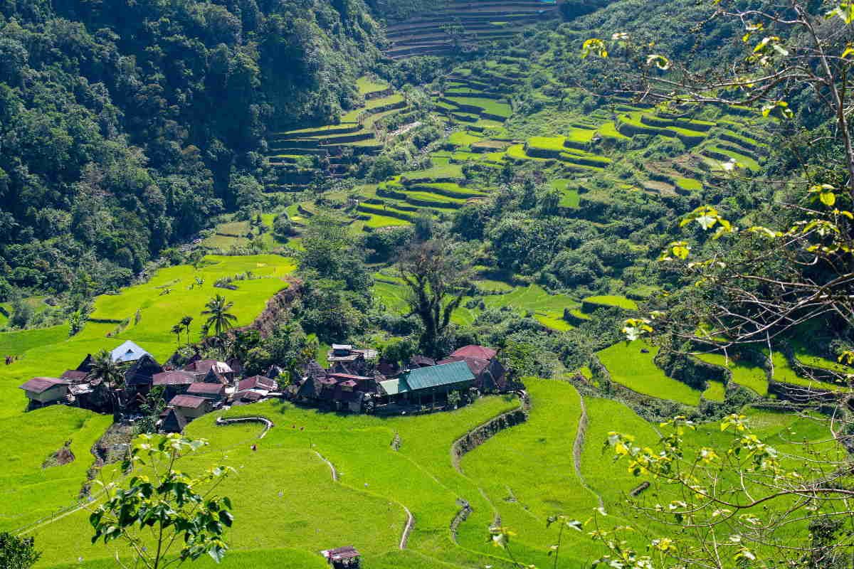 Green rice terraces and forested slopes in a mountain valley near Sagada